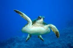 Green SeaTurtle,Maui shot on a dive trip to Lanai. D70 18... by Stephen Juarez 